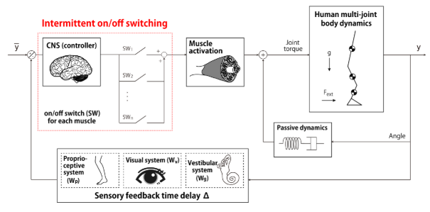 A new hypothesis for postural control: intermittent feedback control ...